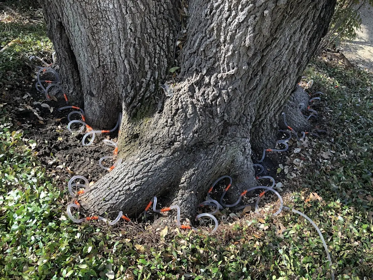 Detailed Tree Cabling and Bracing job site in Ellsworth