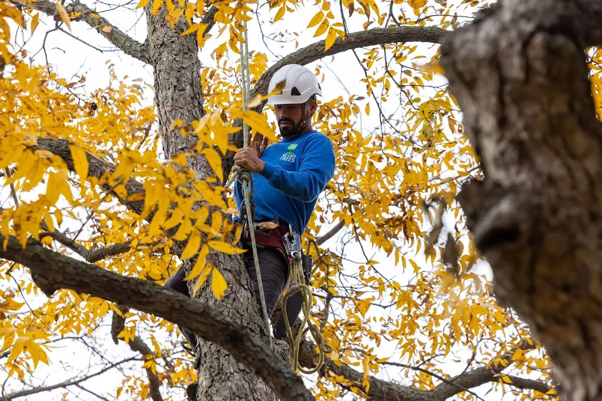 Skilled Emergency Tree Service crew working in Ellsworth